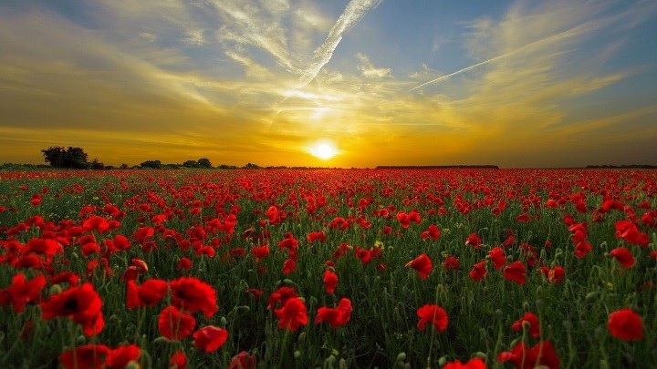 campo-amapolas