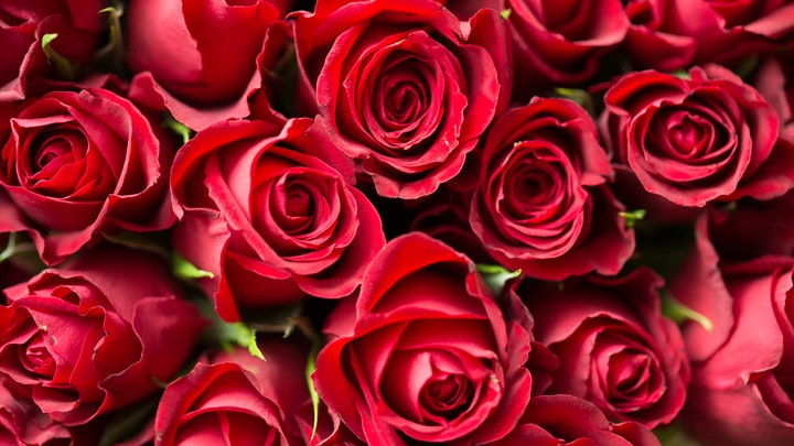 rosas