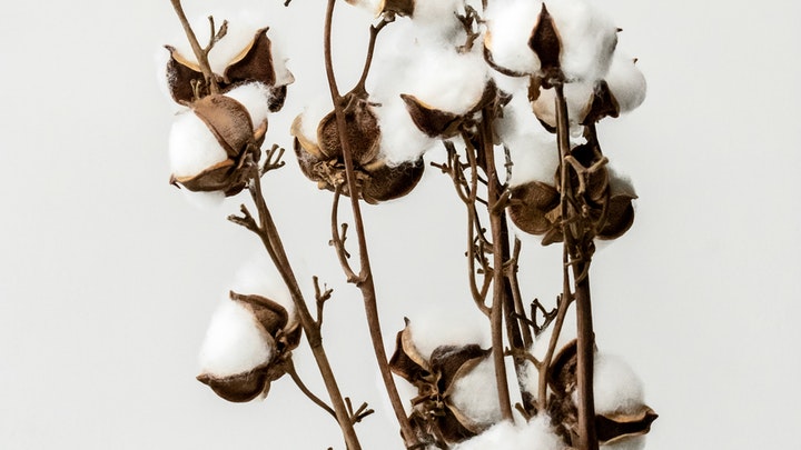 Ideas para decorar rincones bonitos en Navidad 4 flor-de-algodon