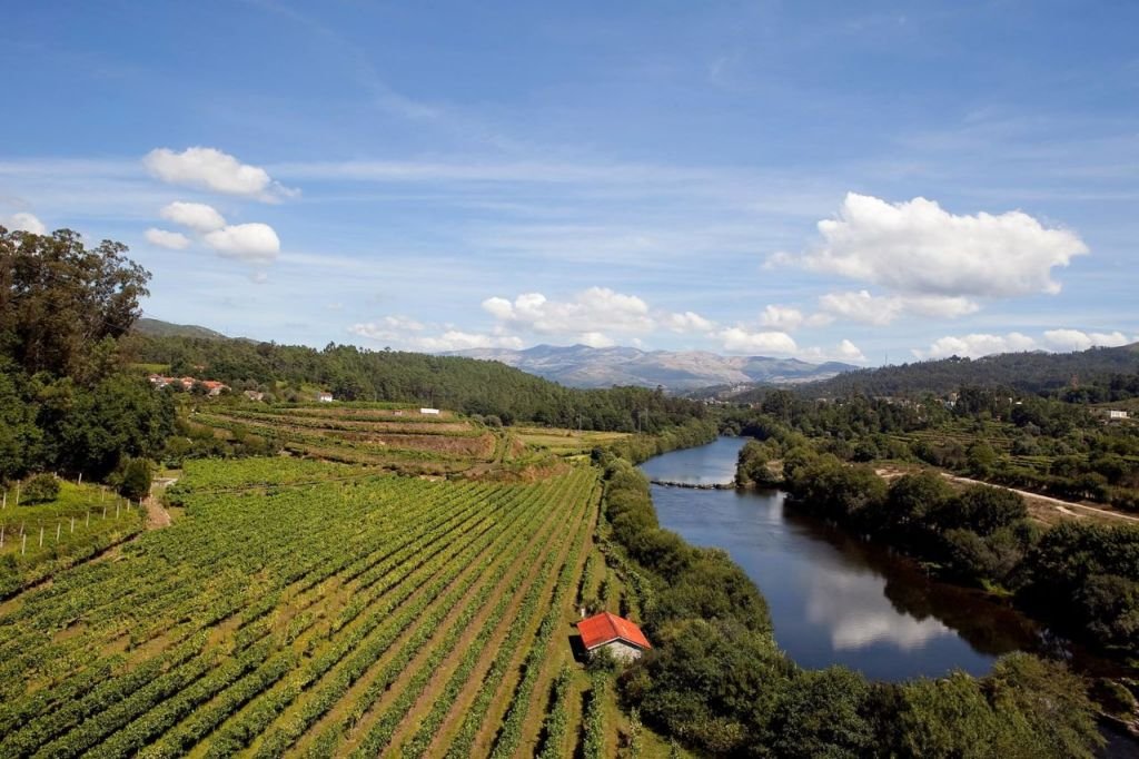 ¿Sabías que existe el vino verde tinto y rosado? Te contamos todo al respecto