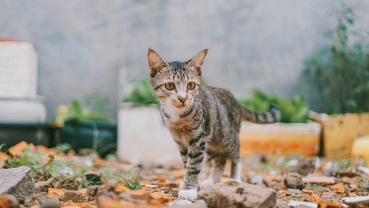 gato-en-zona-de-jardin