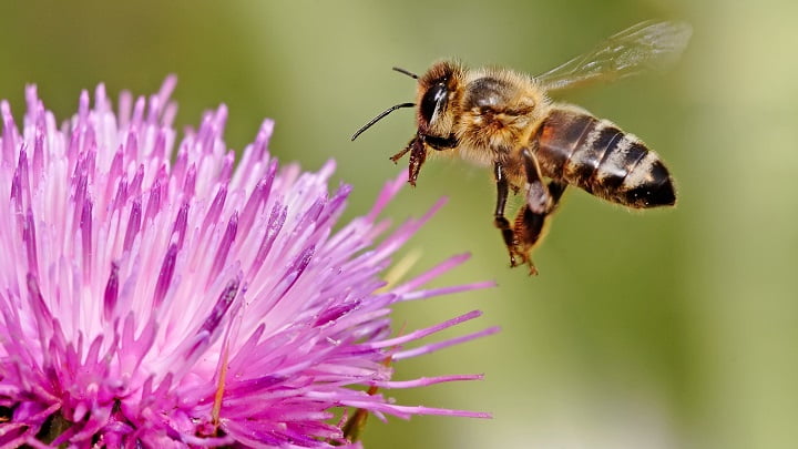 Consejos para prevenir las picaduras de insectos