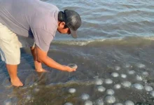 Vistas aéreas muestran la inquietante proliferación de estos animales en la playa de Santa María Xadani. Según expertos, este fenómeno podría estar relacionado con cambios en la temperatura del océano y sus consecuencias pueden ser lamentables.