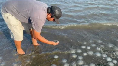 Vistas aéreas muestran la inquietante proliferación de estos animales en la playa de Santa María Xadani. Según expertos, este fenómeno podría estar relacionado con cambios en la temperatura del océano y sus consecuencias pueden ser lamentables.