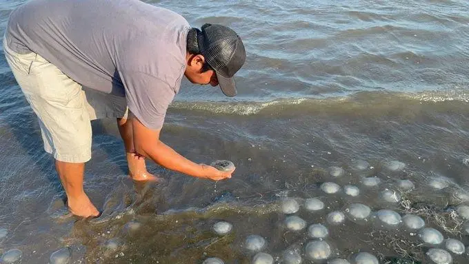 Oaxaca en alerta por extrañas medusas tóxicas que invaden playas turísticas 1 Vistas aéreas muestran la inquietante proliferación de estos animales en la playa de Santa María Xadani. Según expertos, este fenómeno podría estar relacionado con cambios en la temperatura del océano y sus consecuencias pueden ser lamentables.