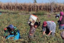 Migrantes bajo sospecha: el riesgo de convertir la participación política en “intervención extranjera”